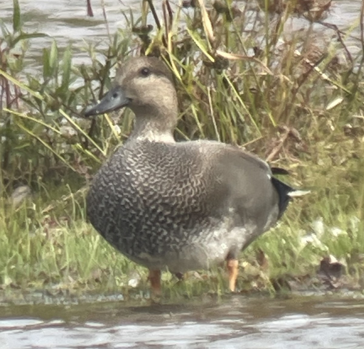 オカヨシガモ - ML644159302