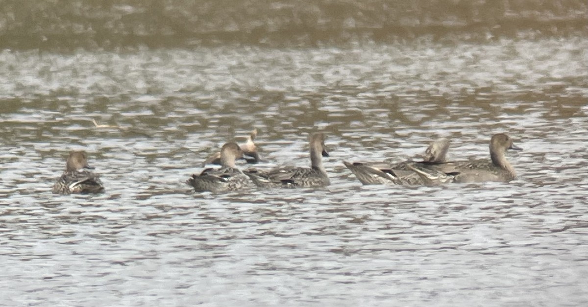 オナガガモ - ML644159304