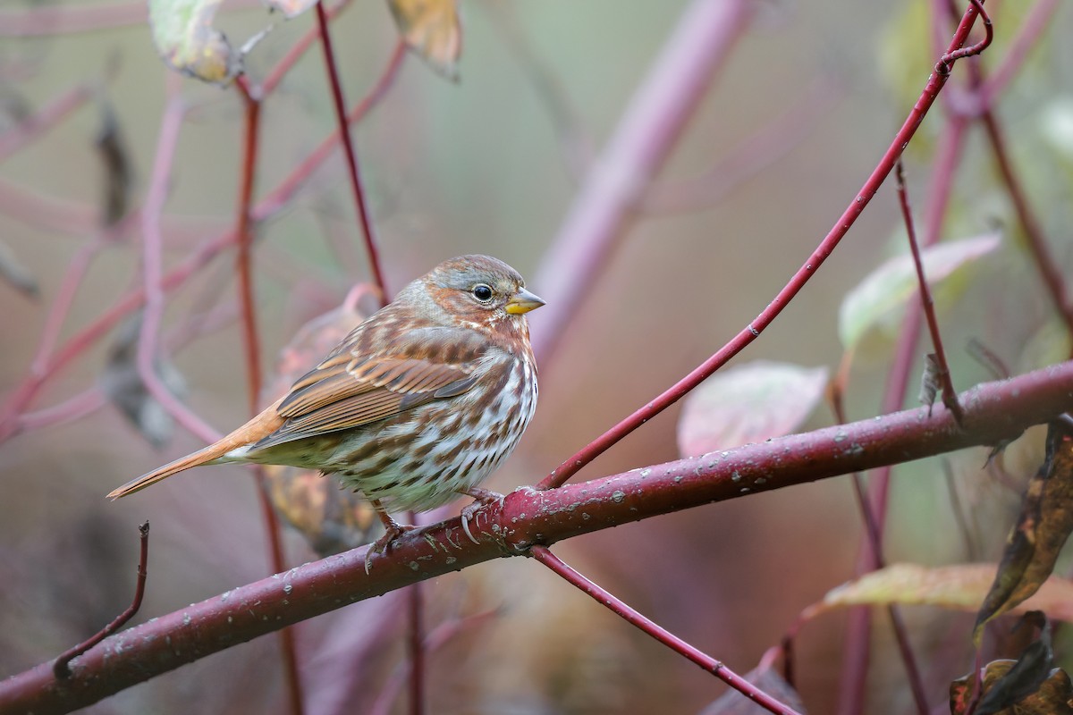 Fox Sparrow - ML644159305