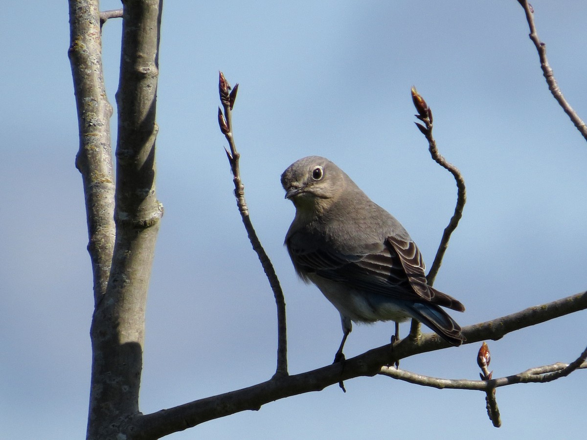 Mountain Bluebird - ML64415931