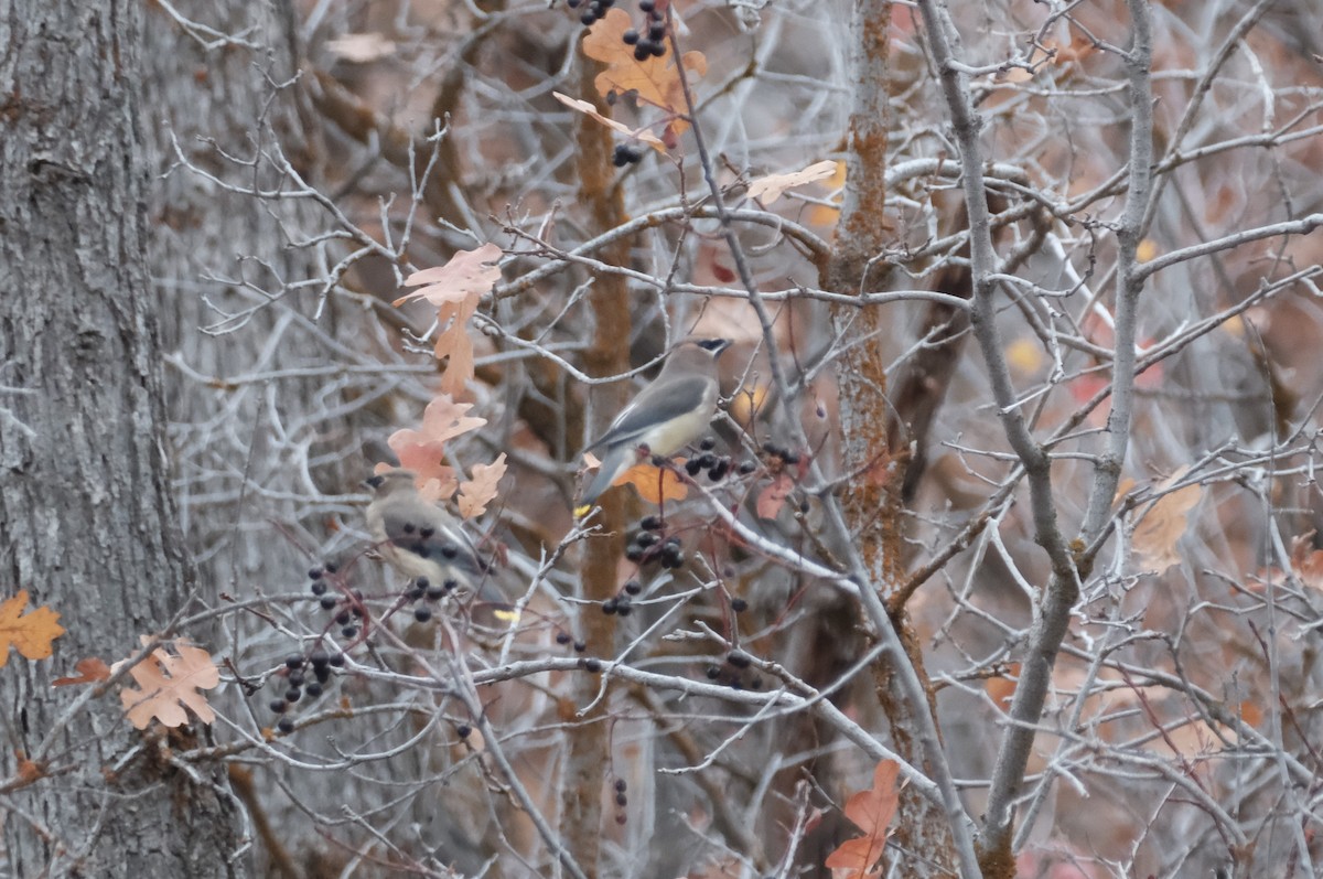 Jaseur d'Amérique - ML644159313