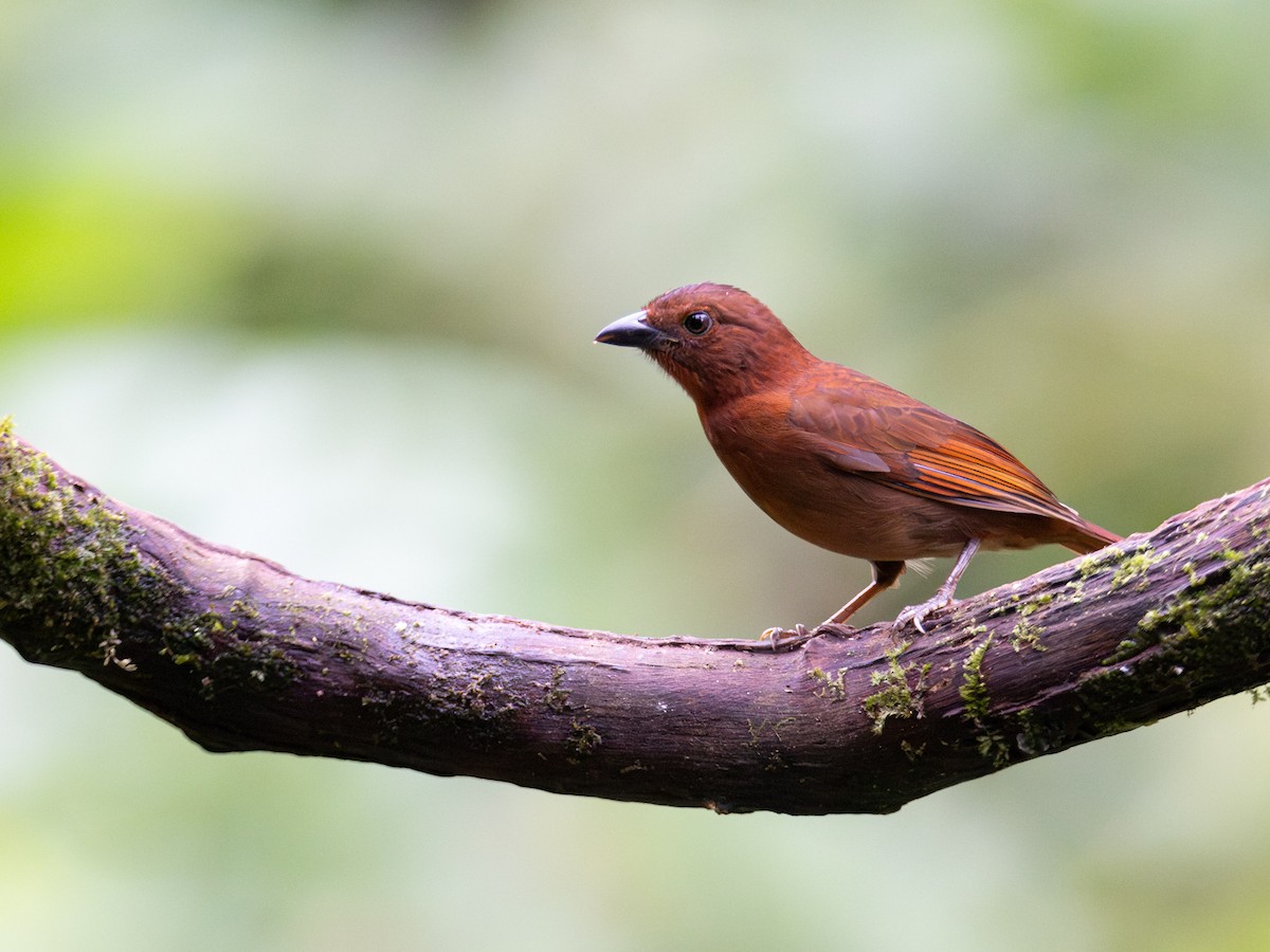 Red-crowned Ant-Tanager - ML644159323