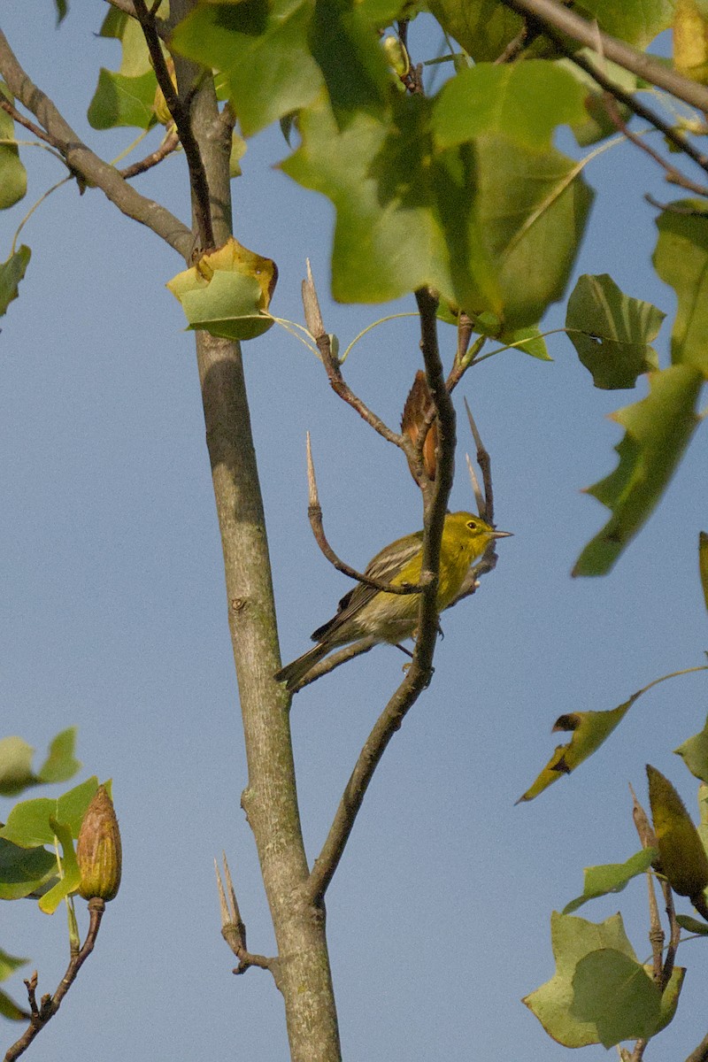 Pine Warbler - ML644159324