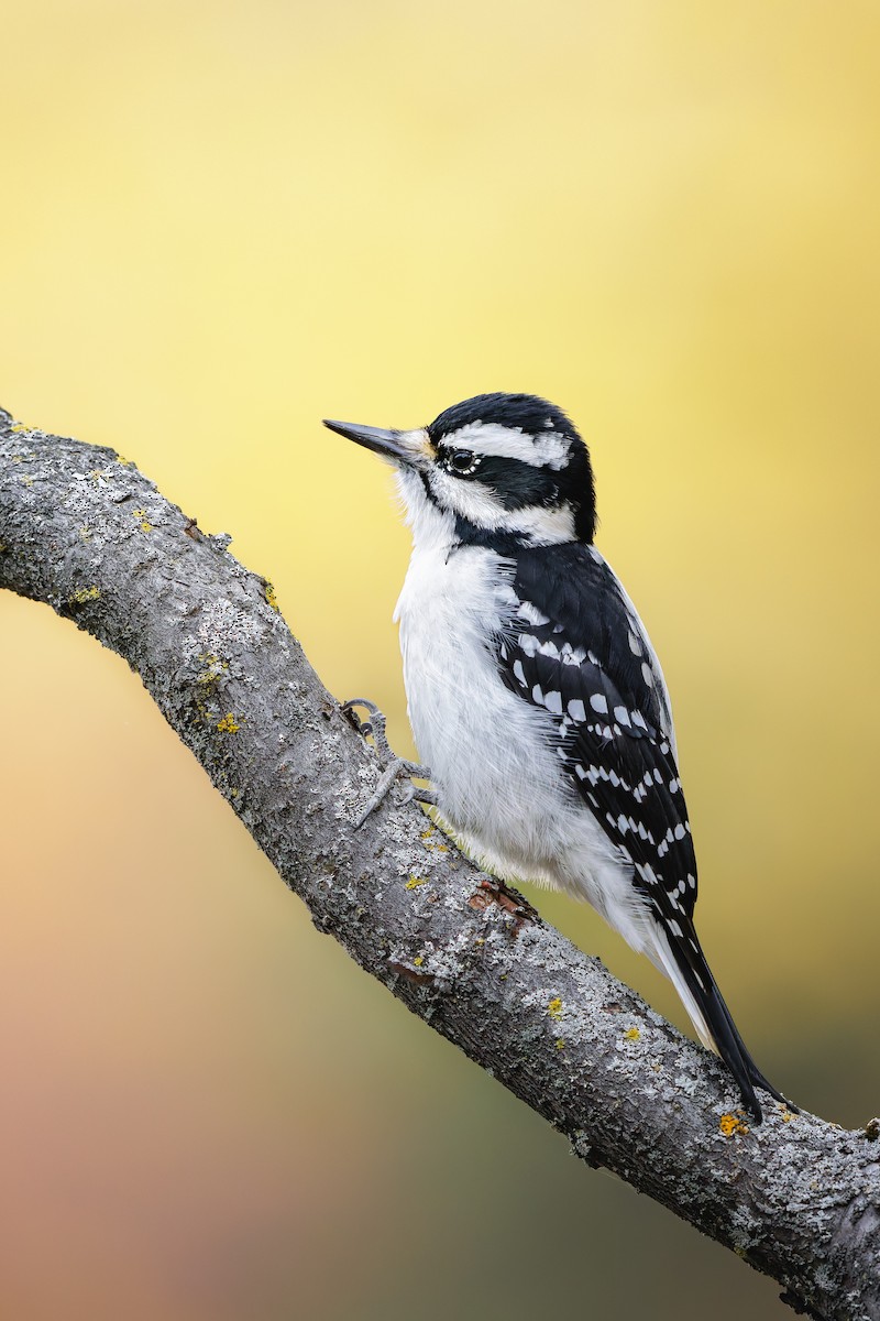 Hairy Woodpecker - ML644159326