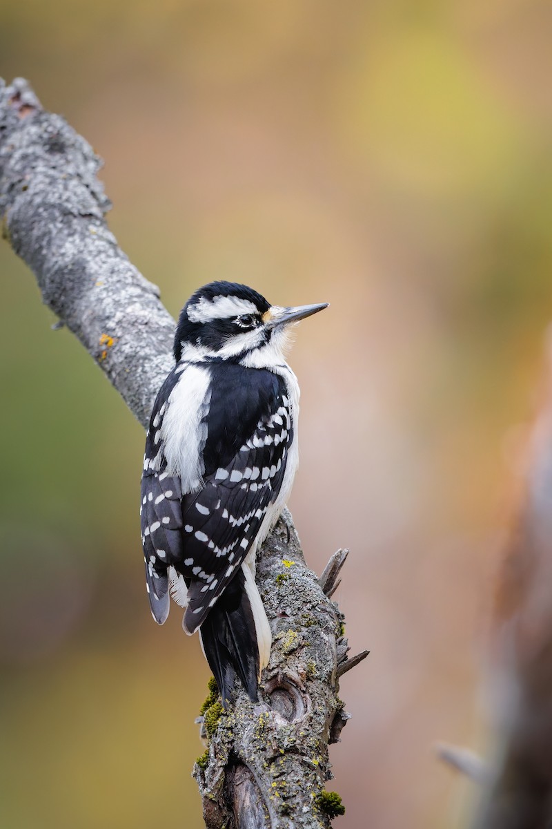 Hairy Woodpecker - ML644159327