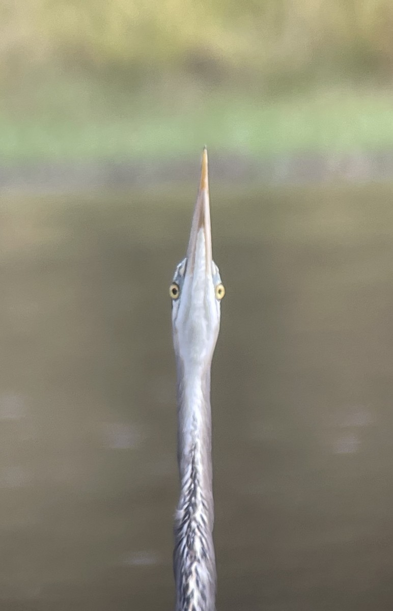 オオアオサギ - ML644159335