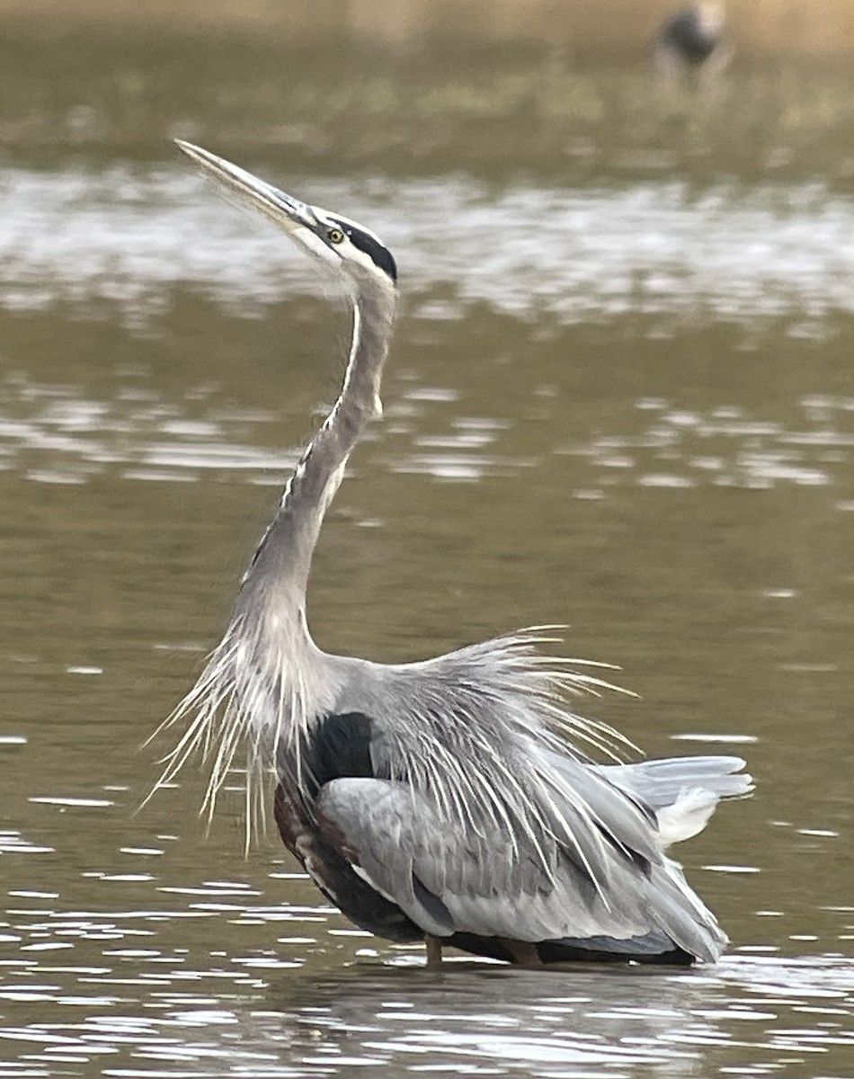 オオアオサギ - ML644159336