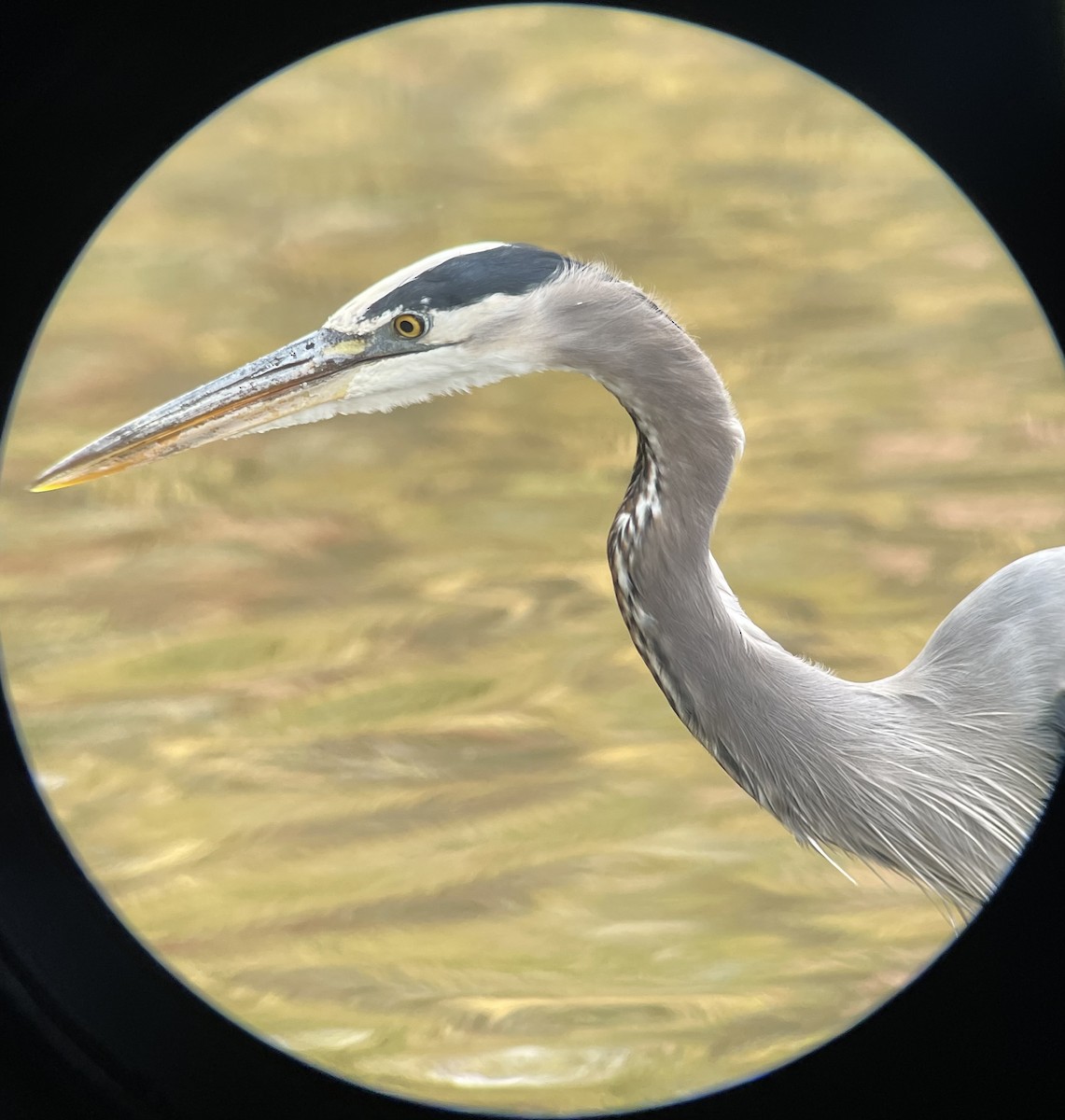 オオアオサギ - ML644159337