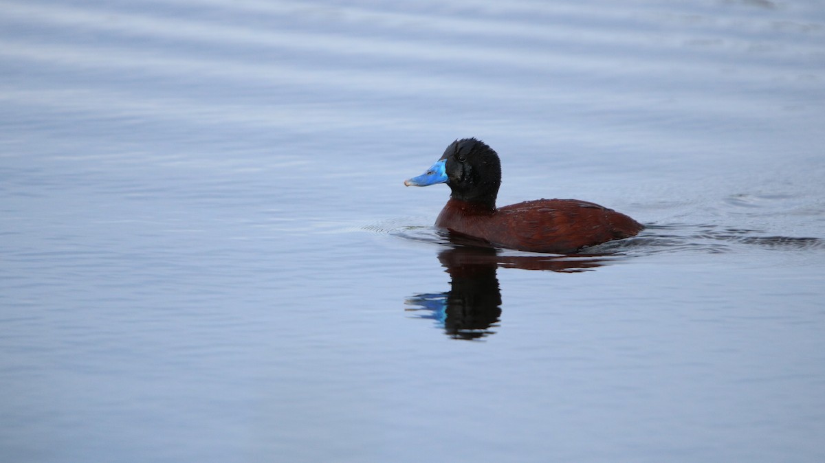 Lake Duck - ML644159338