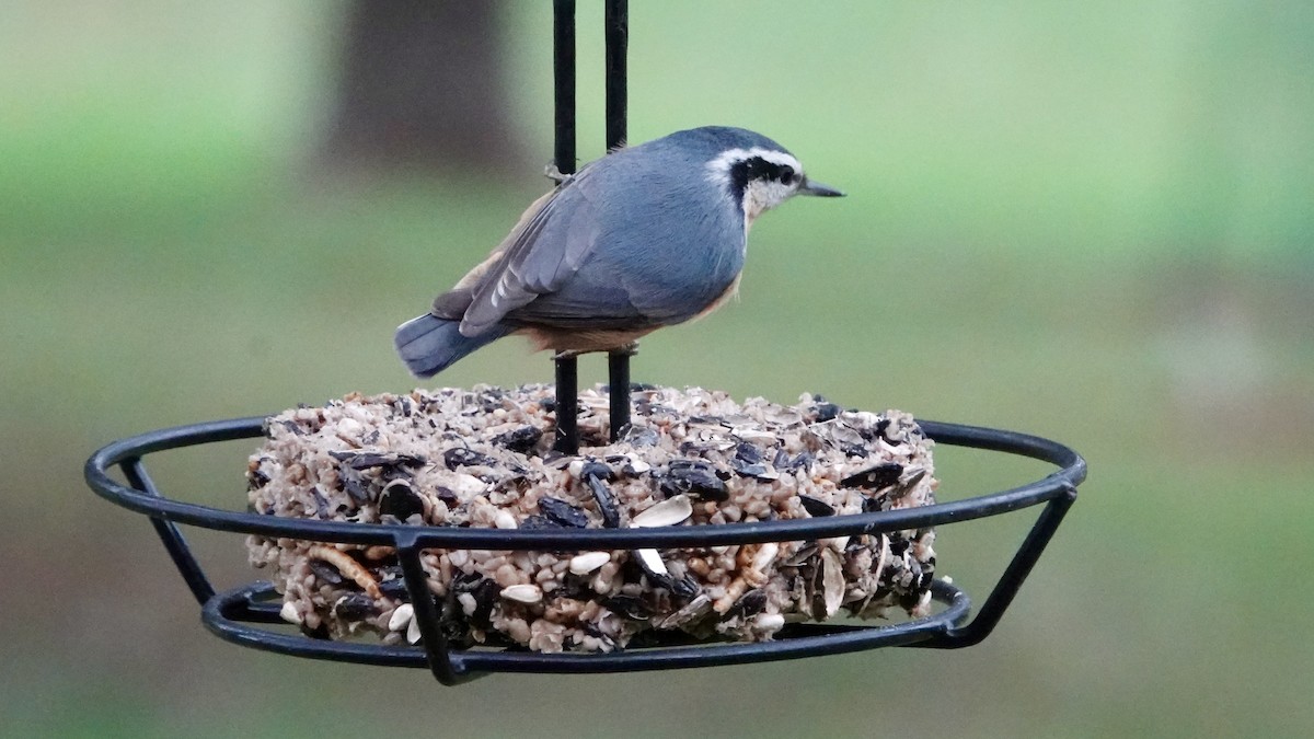 Red-breasted Nuthatch - ML644159348