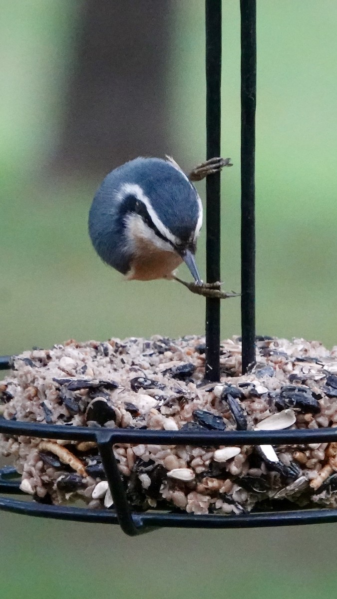 Red-breasted Nuthatch - ML644159350
