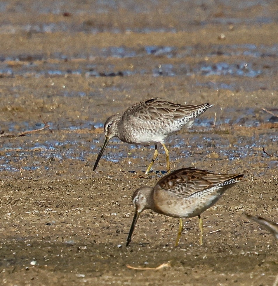 Long-billed Dowitcher - ML644159351
