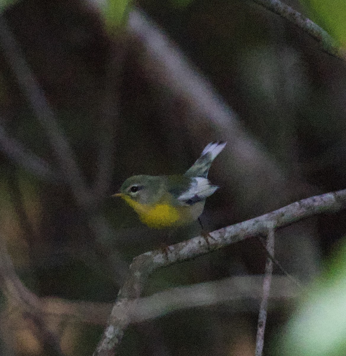Northern Parula - ML644159356
