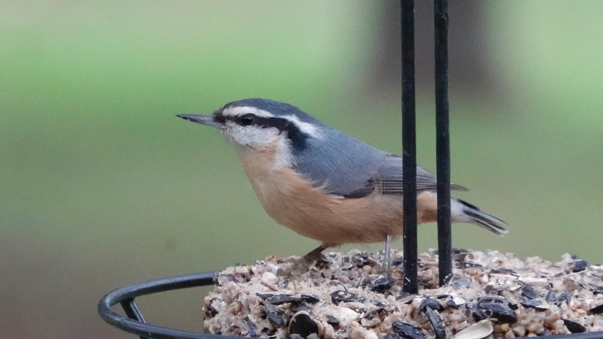 Red-breasted Nuthatch - ML644159357