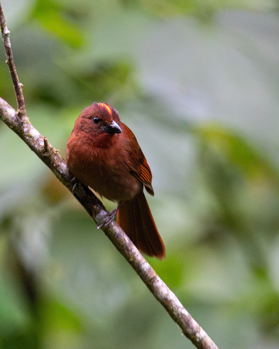 Red-crowned Ant-Tanager - ML644159358