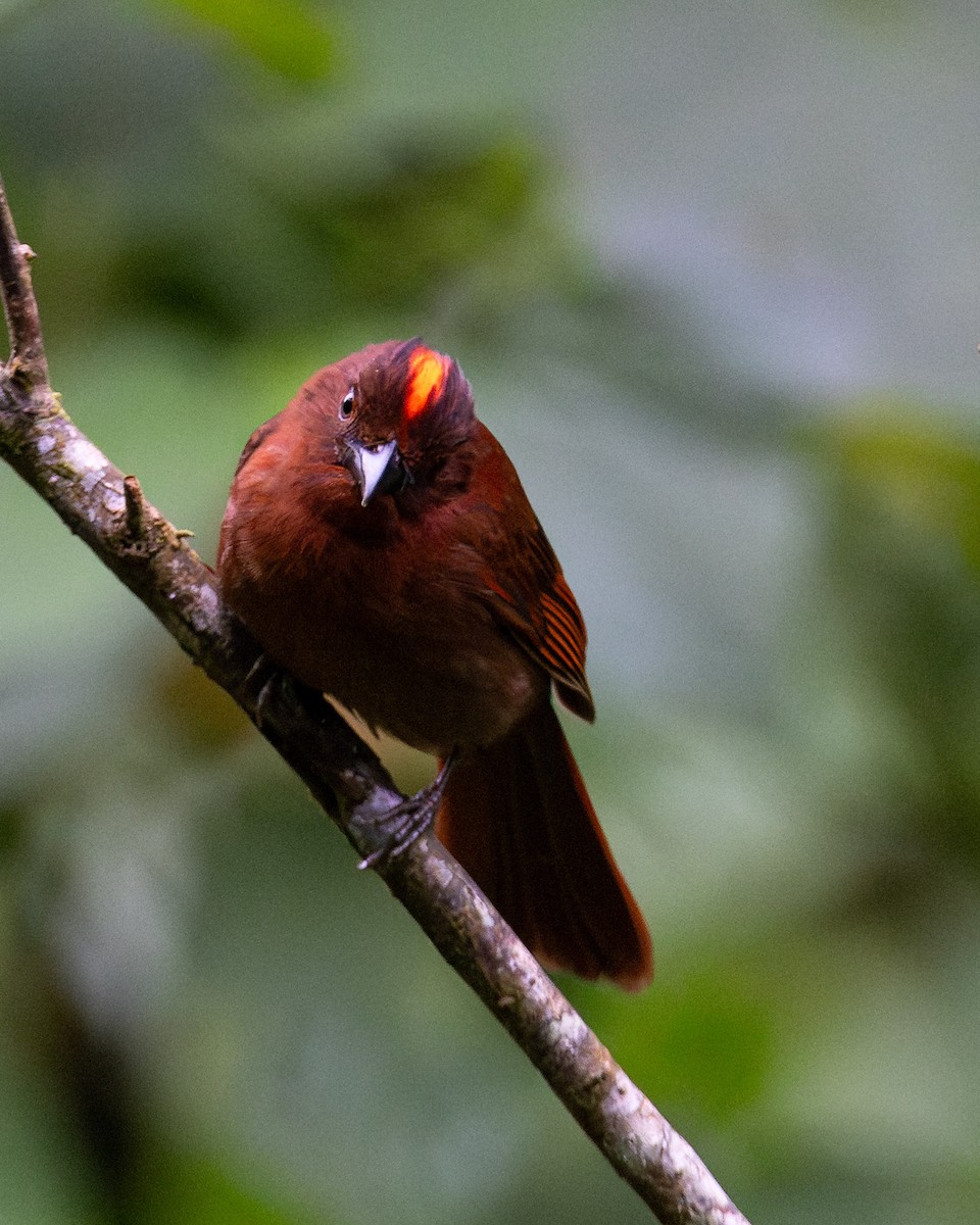 Red-crowned Ant-Tanager - ML644159359