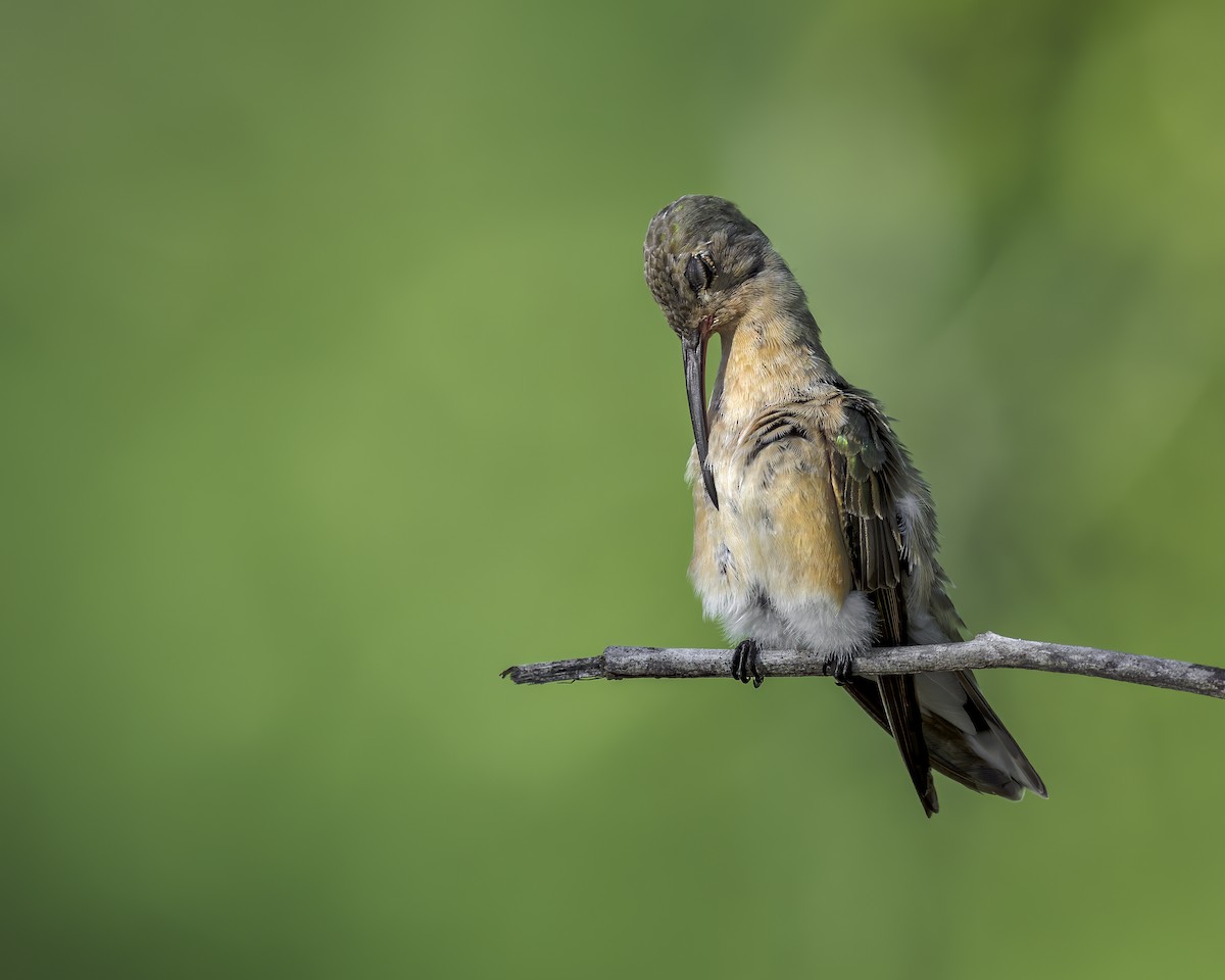 ferskenkolibri - ML644159369