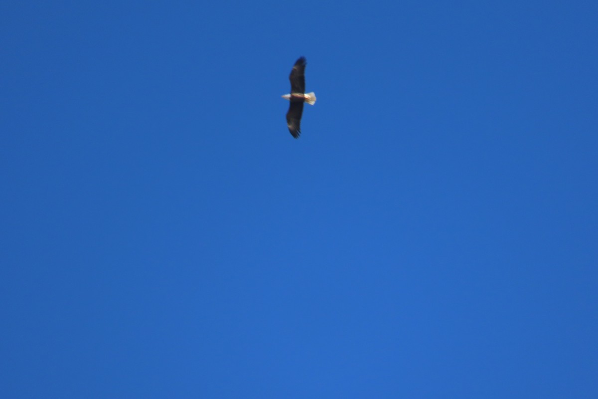 orel bělohlavý - ML644159370