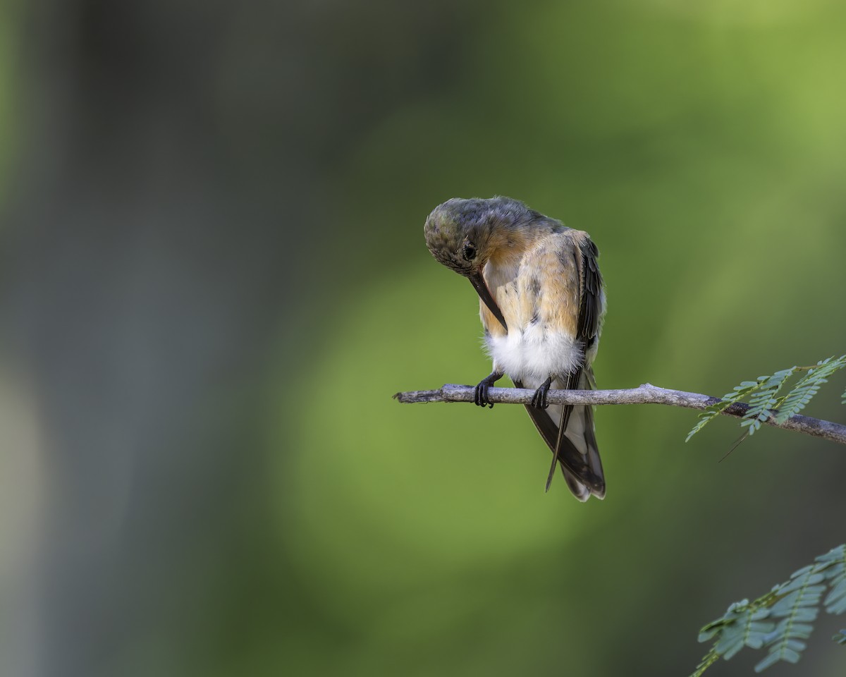 ferskenkolibri - ML644159371