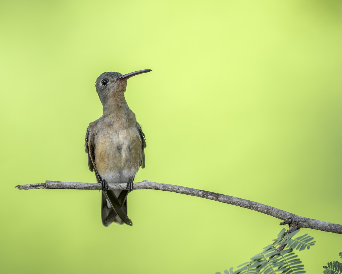 ferskenkolibri - ML644159372