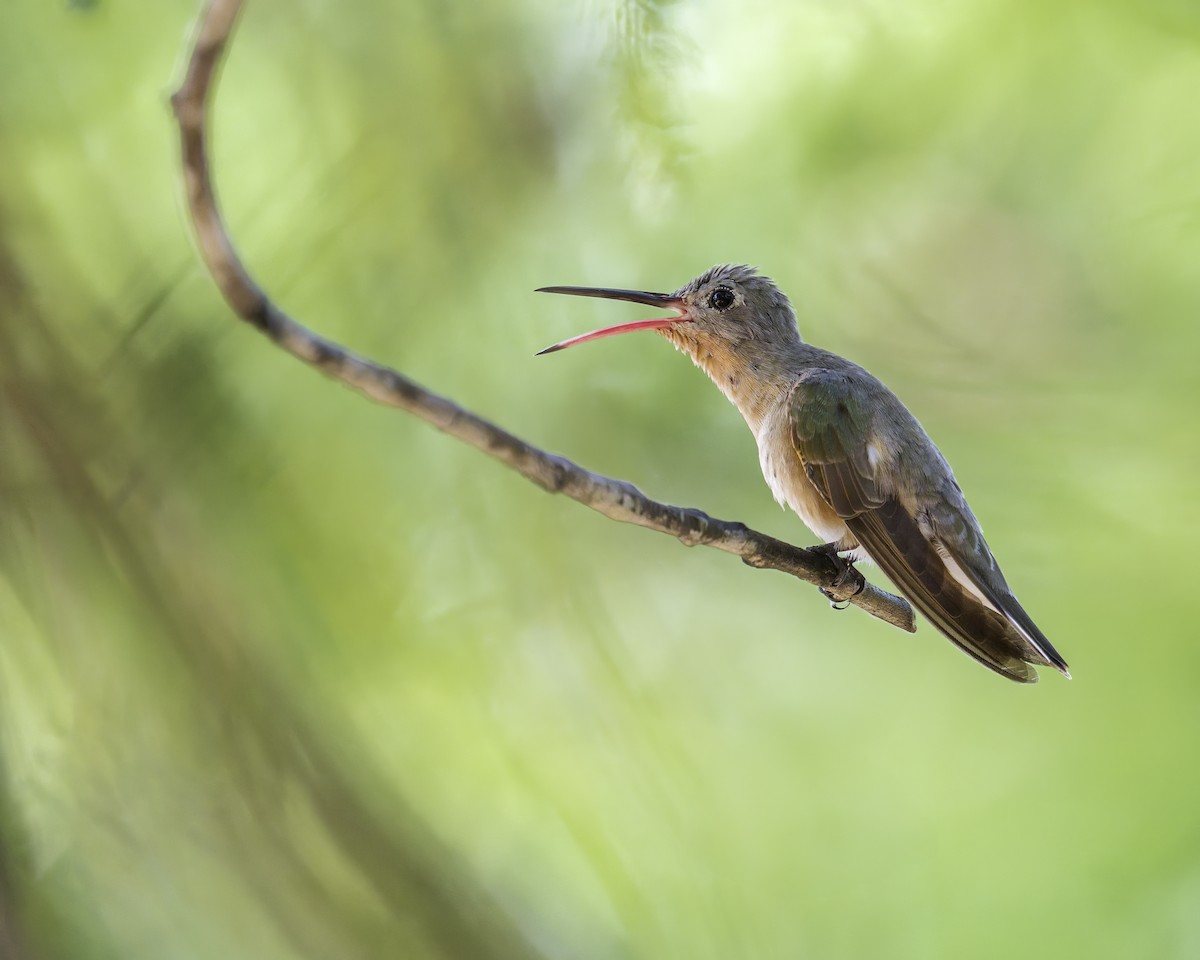 ferskenkolibri - ML644159373