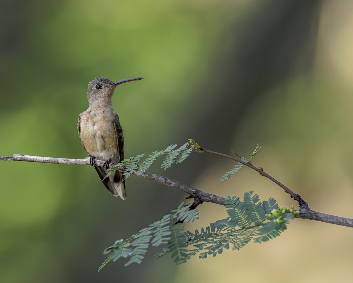 ferskenkolibri - ML644159374