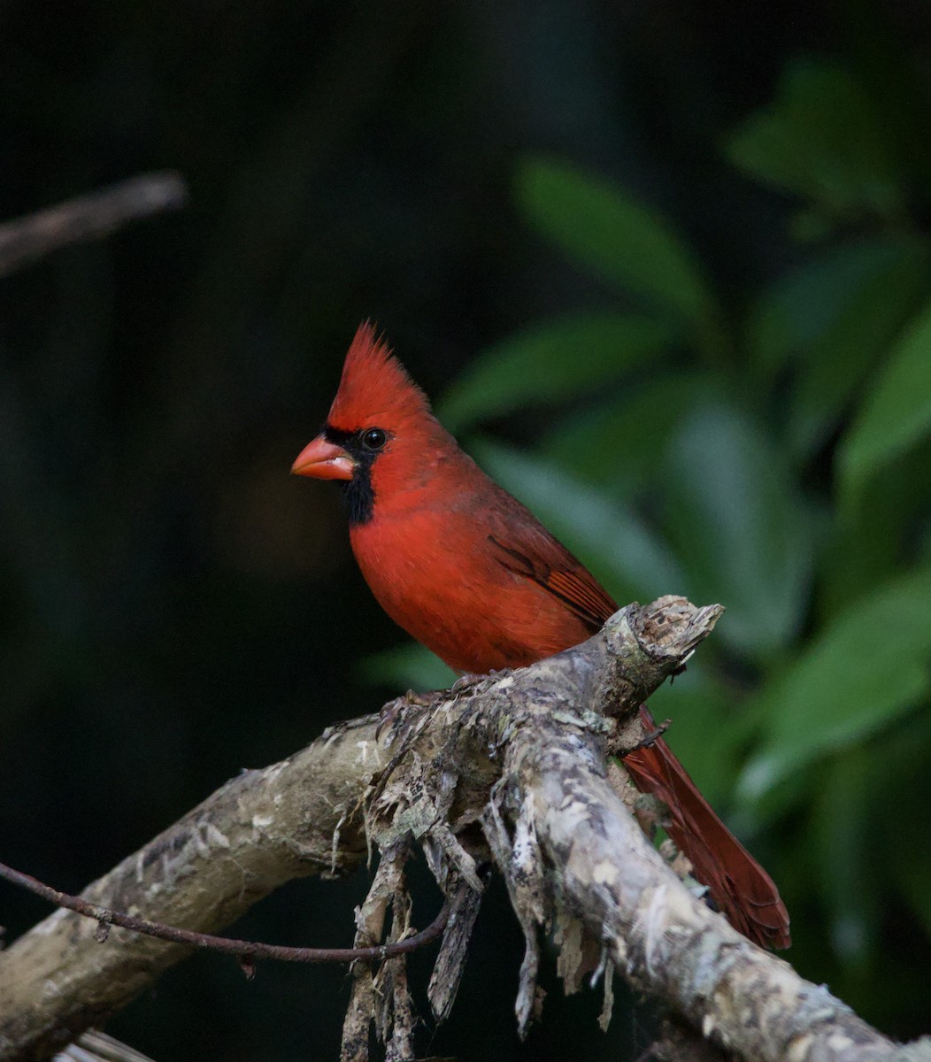 Kardinal arrunta - ML644159380