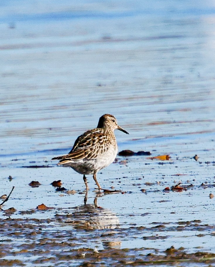 Pectoral Sandpiper - ML644159394