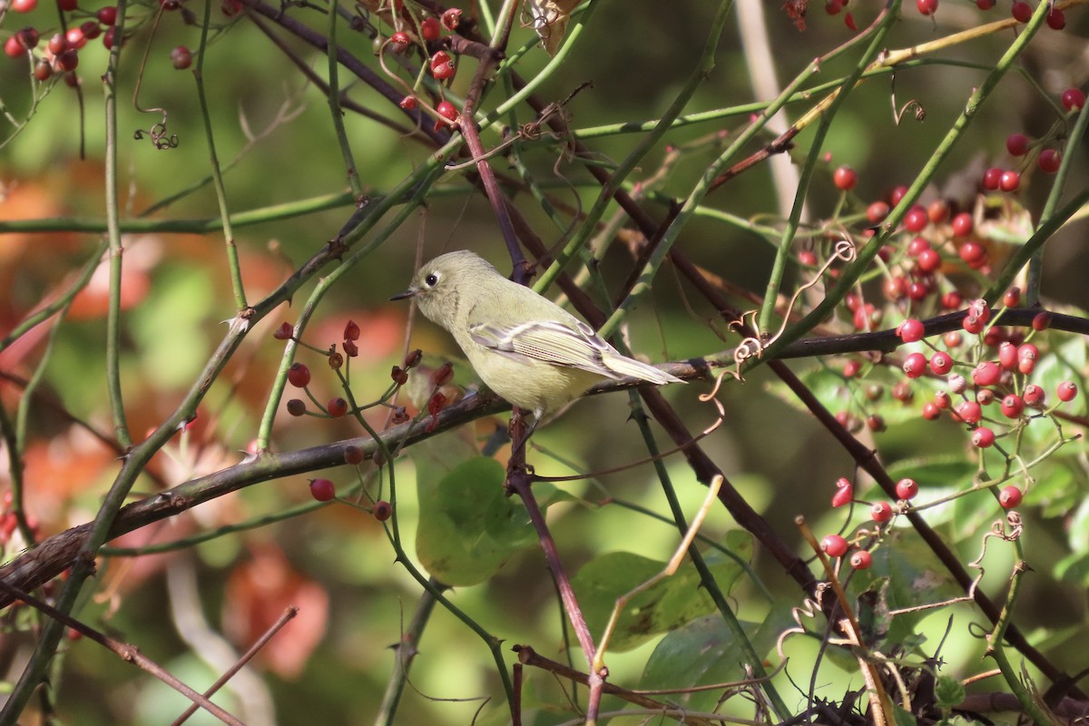 králíček americký - ML644159395