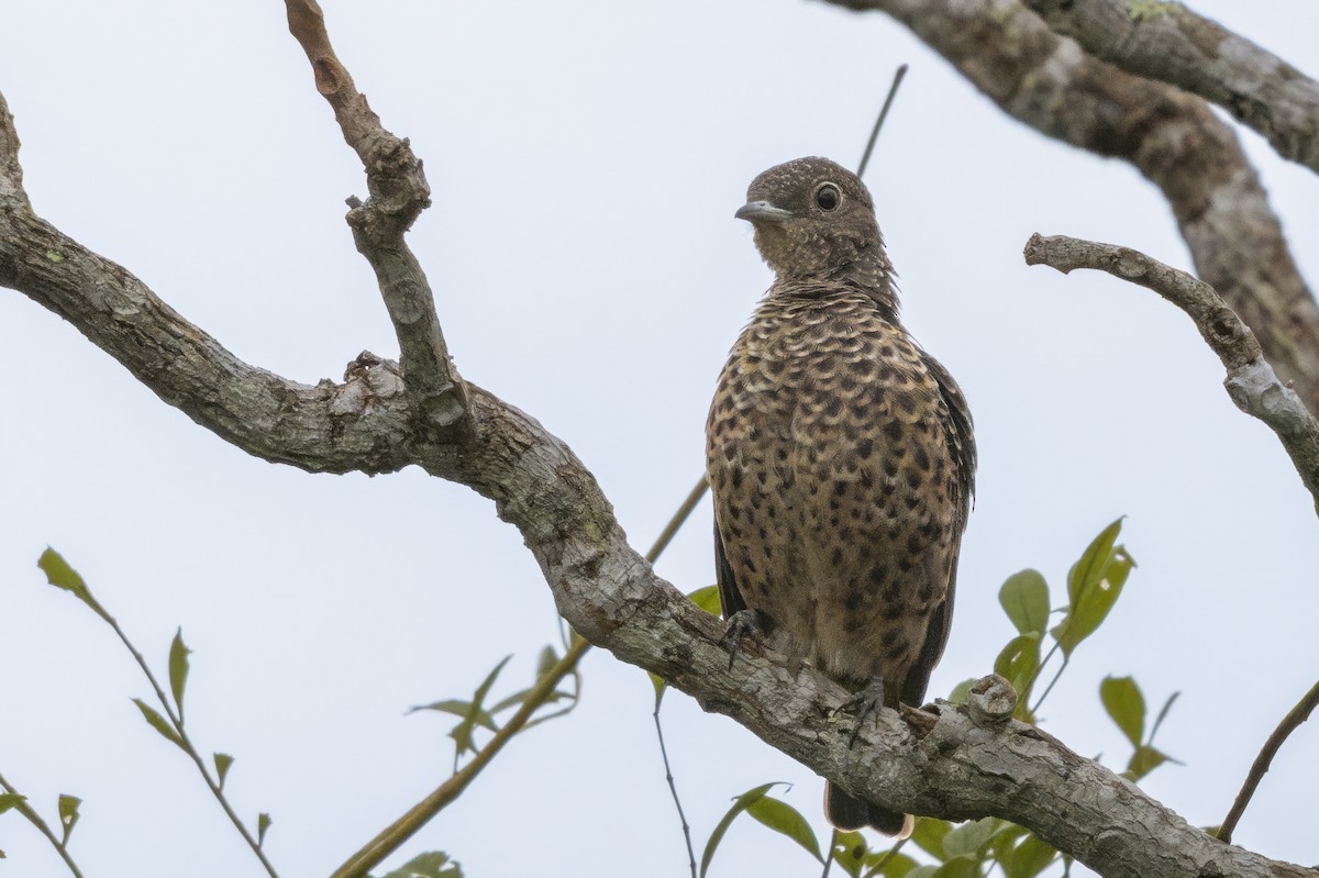 Blue Cotinga - ML644159397