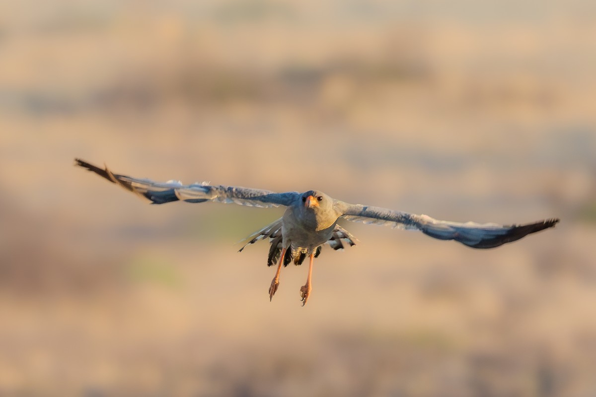 コシジロウタオオタカ - ML644159403