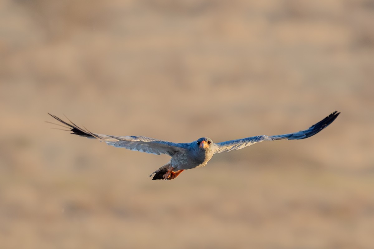 コシジロウタオオタカ - ML644159404