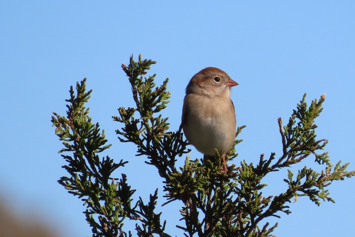 Field Sparrow - ML644159412