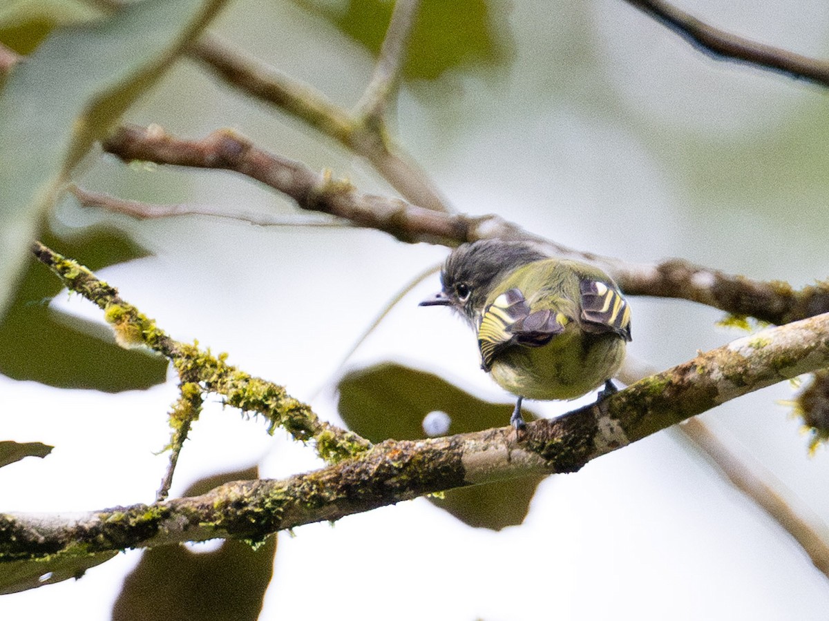 Yellow-winged Flatbill - ML644159413