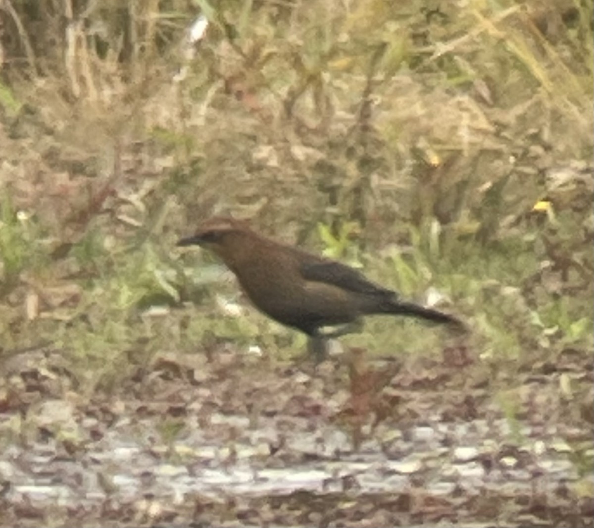 クロムクドリモドキ - ML644159417