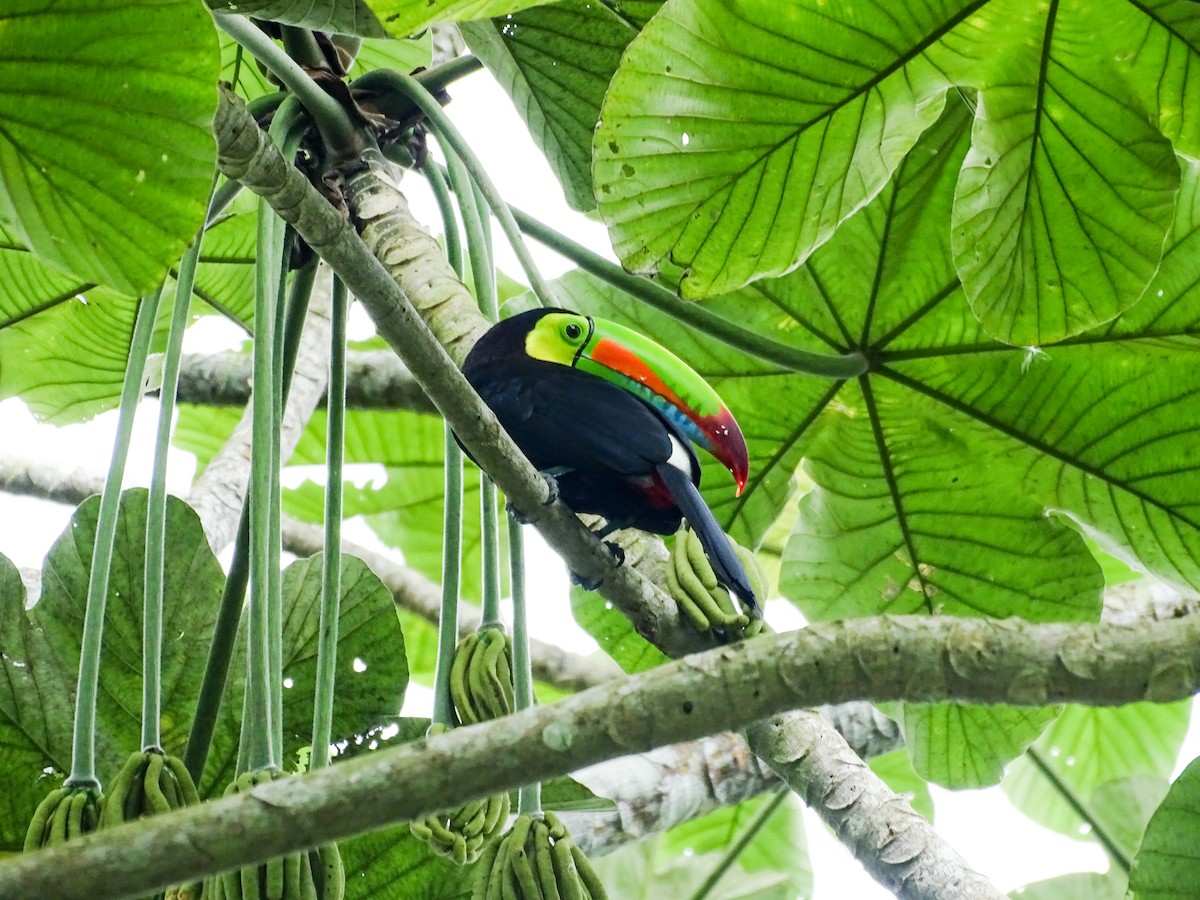 Keel-billed Toucan - ML644159446