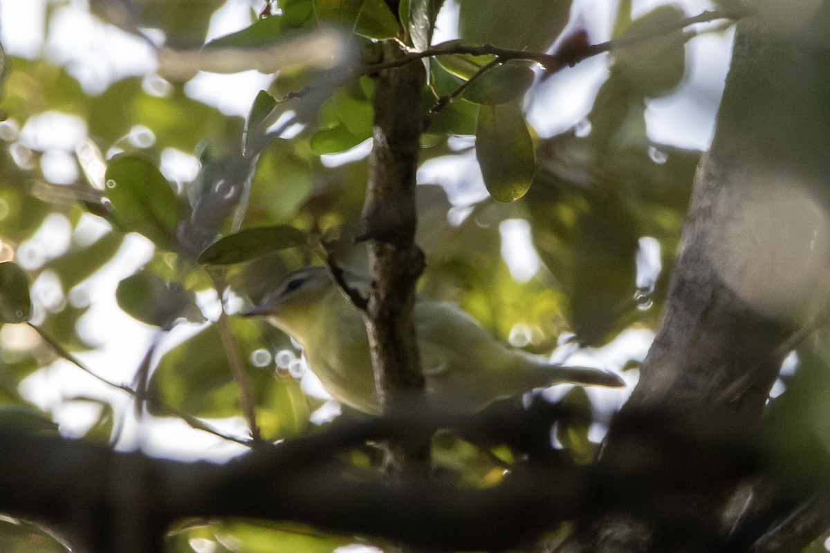 Philadelphia Vireo - ML644159477