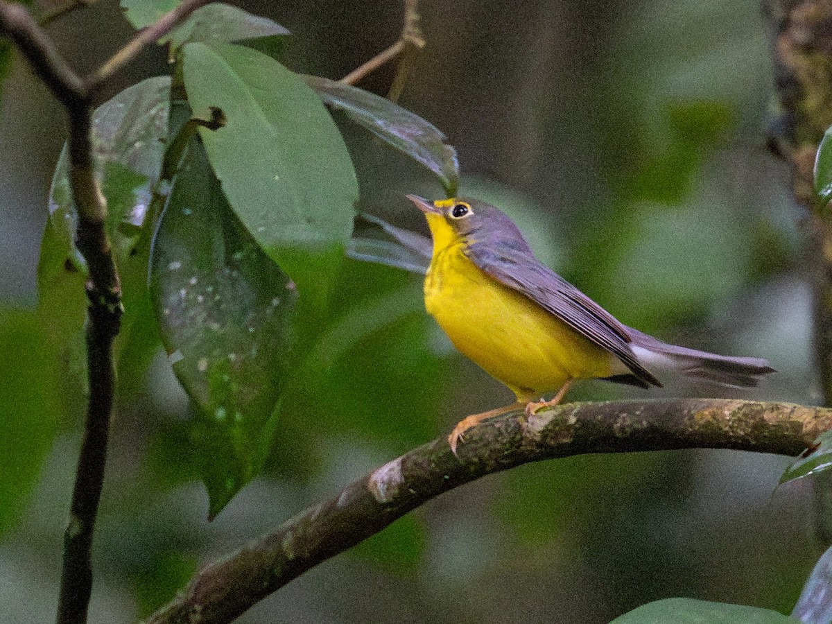 Canada Warbler - ML644159488