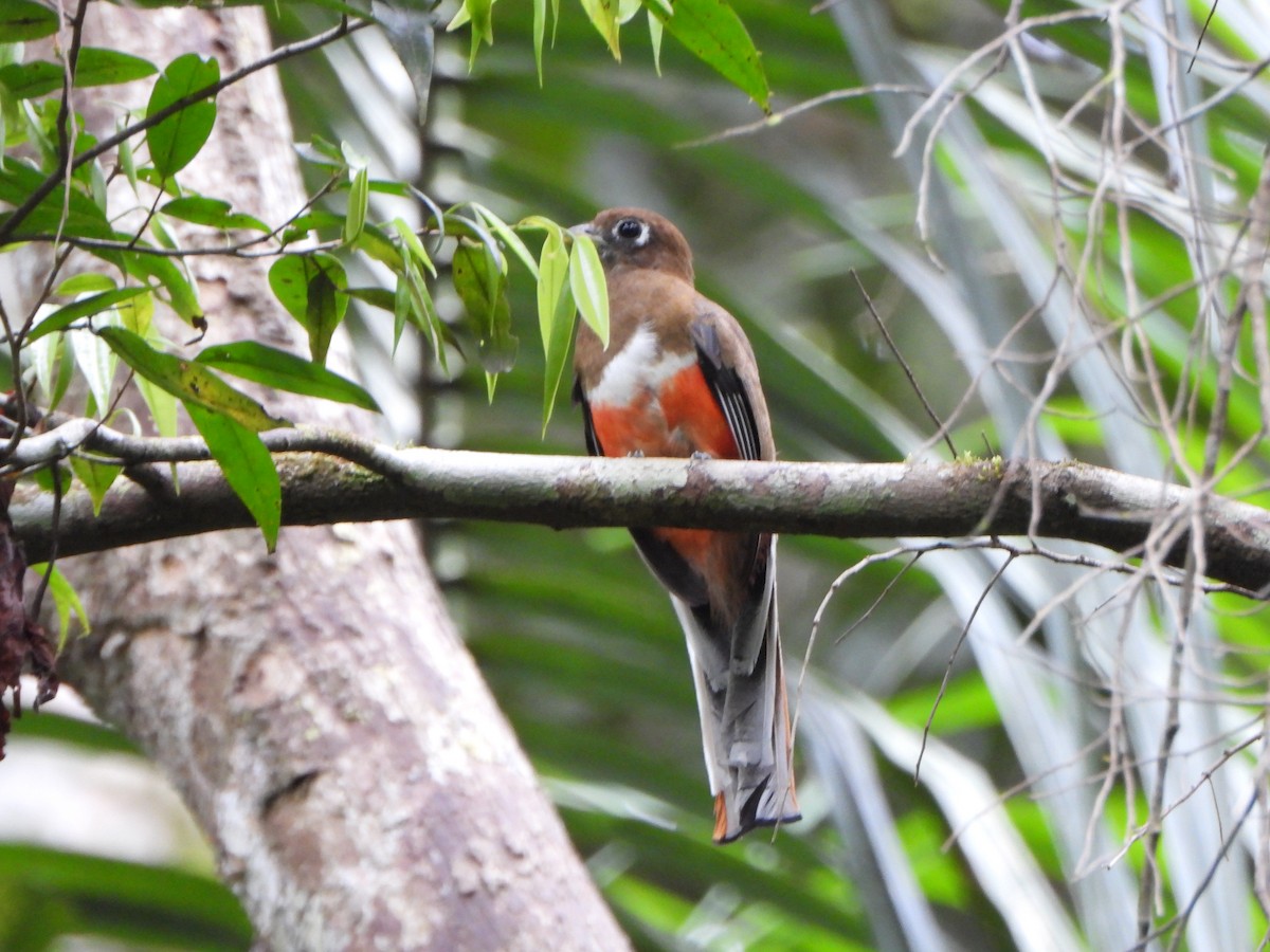 båndtrogon - ML644159498