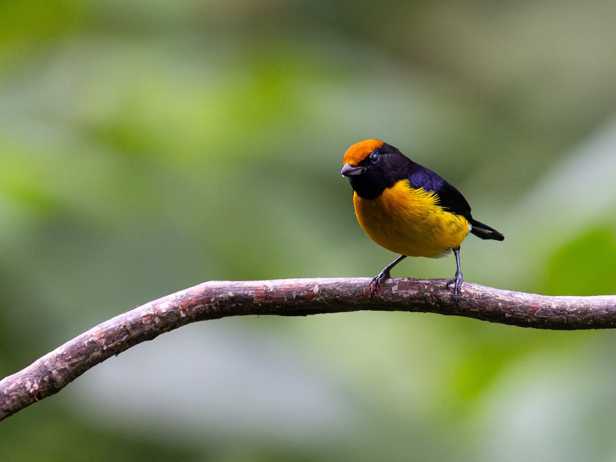 Tawny-capped Euphonia - ML644159502