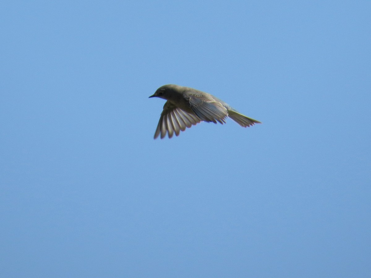 Mountain Bluebird - ML64415951