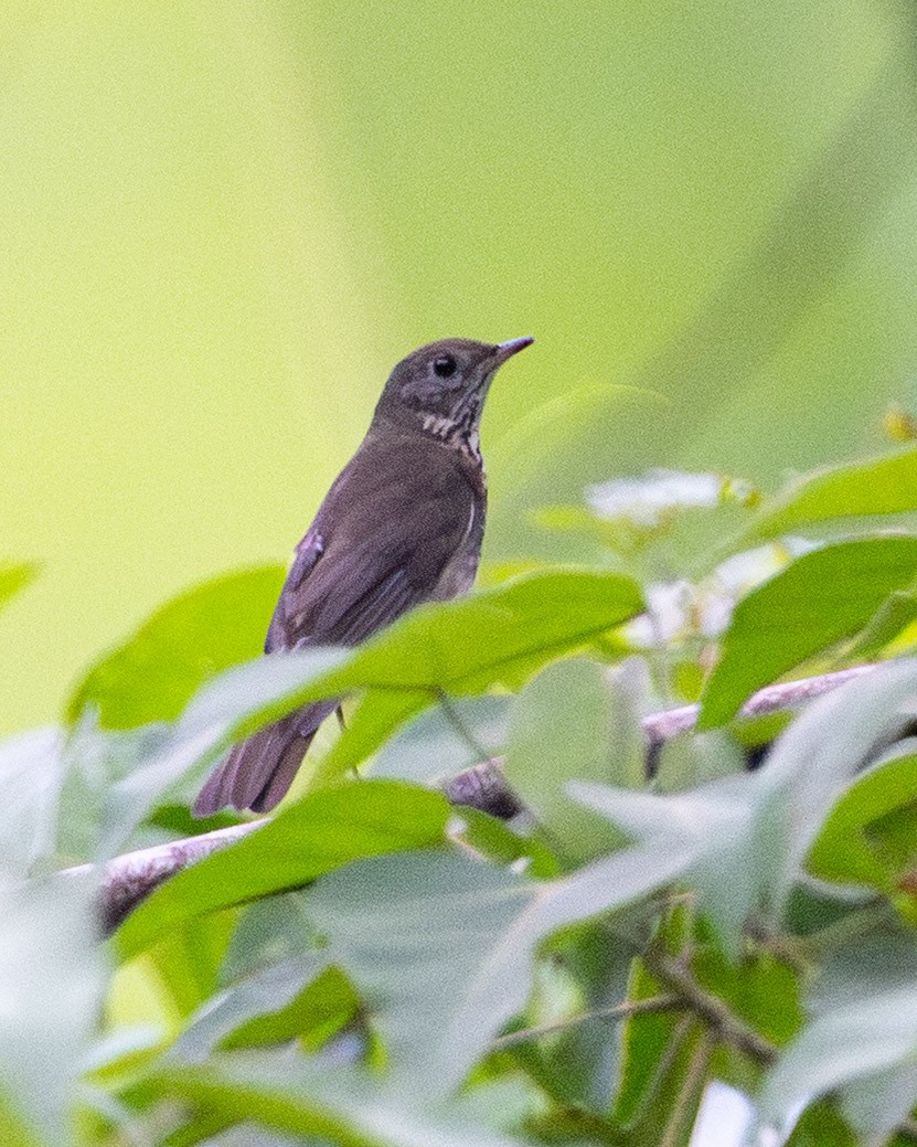 Gray-cheeked Thrush - ML644159517