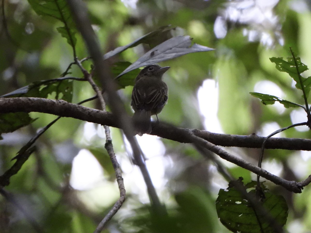 Western Olivaceous Flatbill - ML644159528