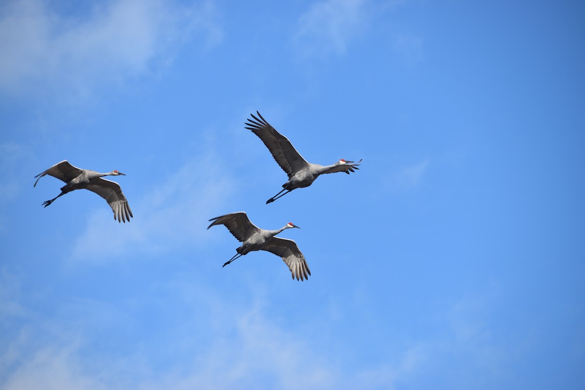 Sandhill Crane - ML644159538
