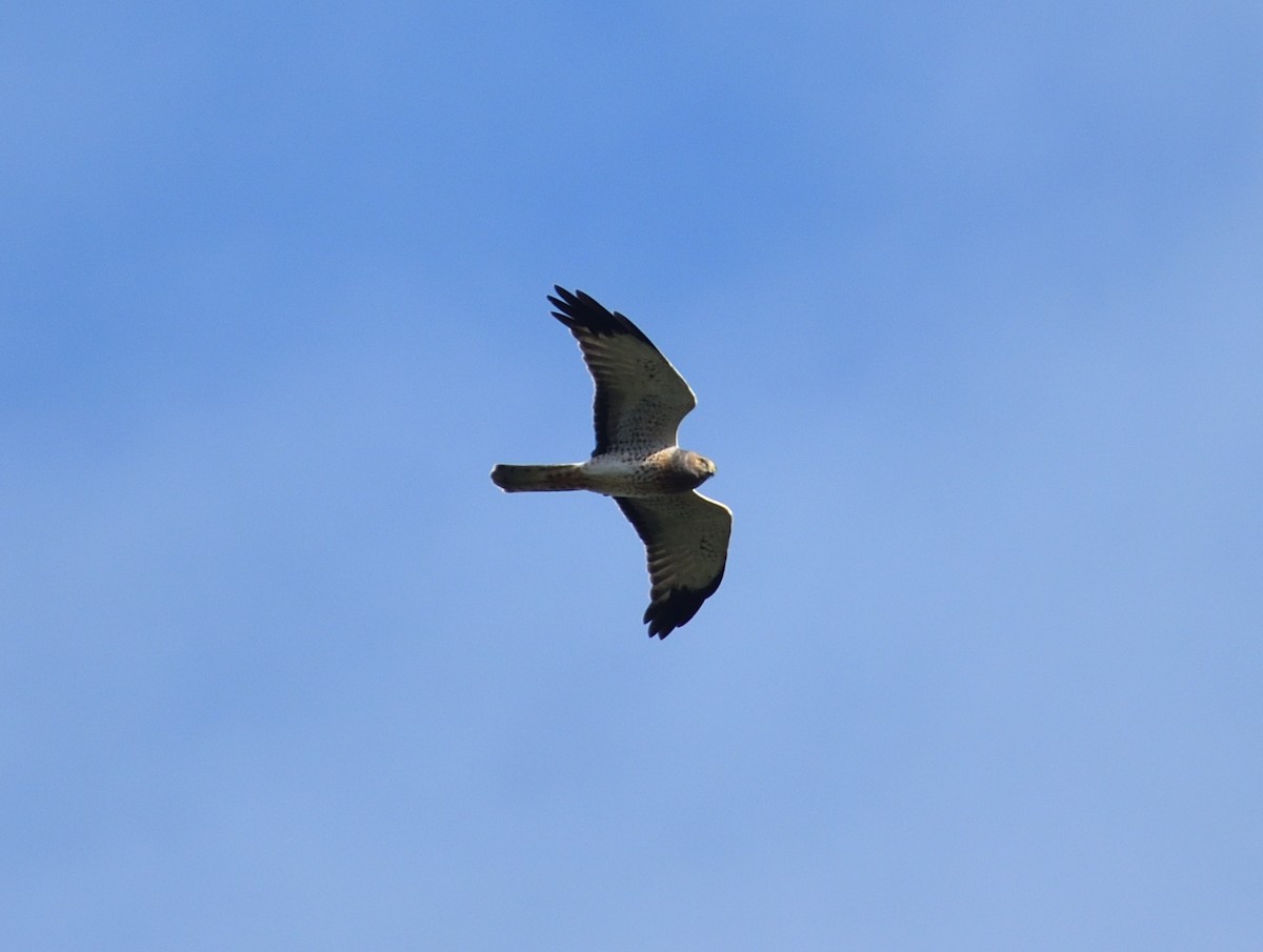 Northern Harrier - ML644159544