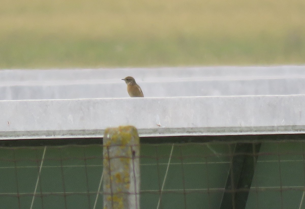 European Stonechat - ML644159547