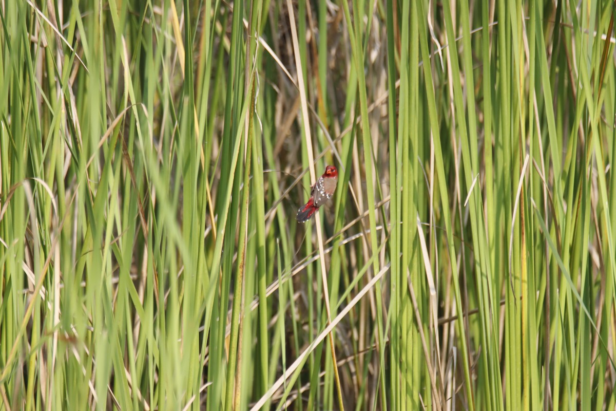 Red Avadavat - ML644159548