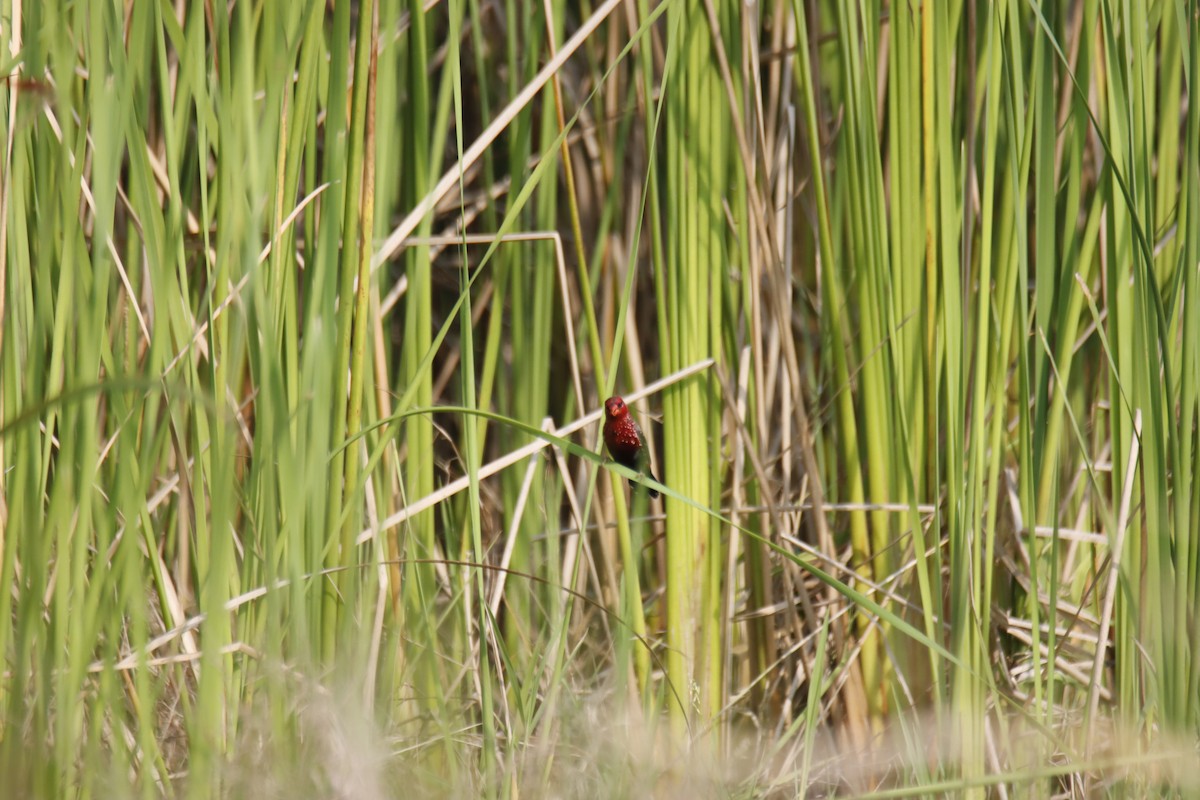 Red Avadavat - ML644159549