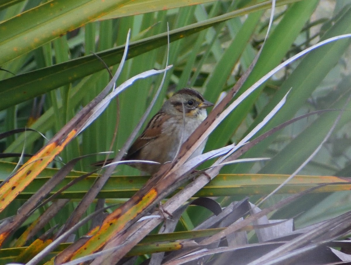 Swamp Sparrow - ML644159568
