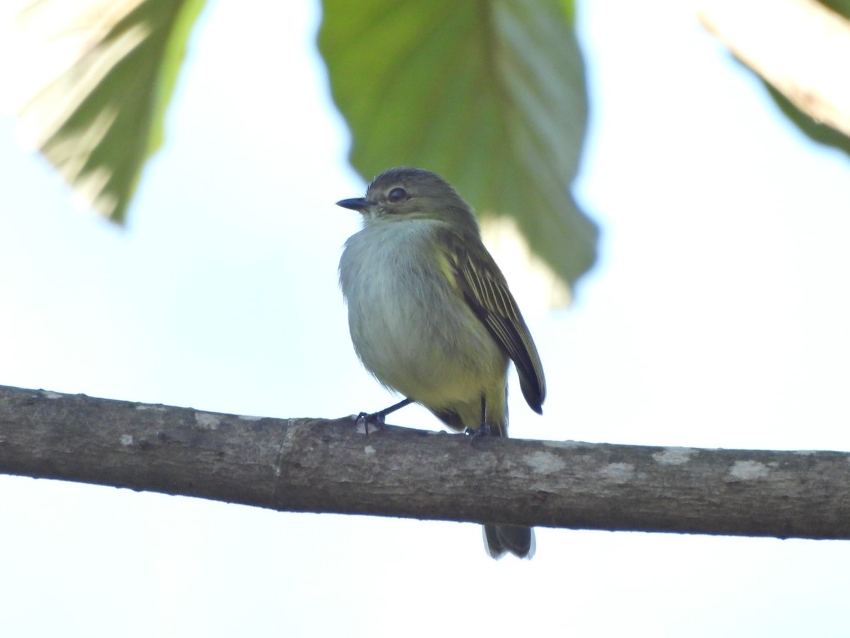 Mistletoe Tyrannulet - ML644159569
